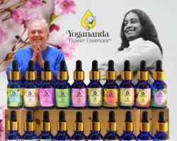 Yogananda Flower Essences